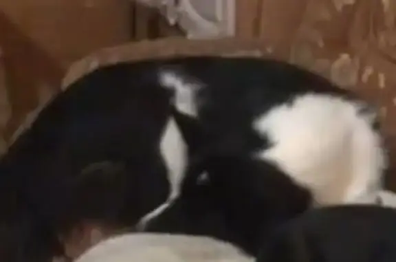 Пропала собака в Подчерково-2, дом 68