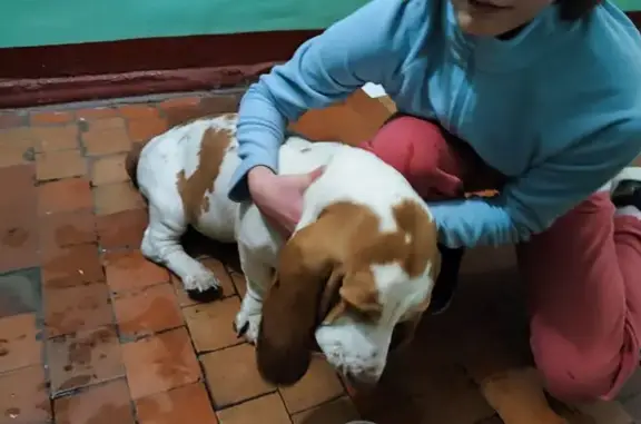 Найдена собака, Ивантеевка, фото: Бассет хаунд найден на Толмачёва 4, Ивантеевка