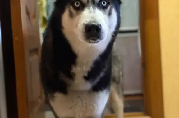 Пропал хаски на Серебрянском тракте