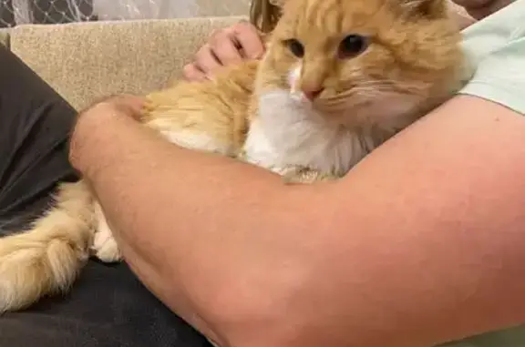 Пропал кот на ул. Дачная, 63, Краснодар