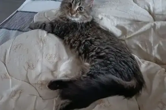 Найдена кошка, , фото: Кошка найдена в СНТ Купавна, МО, 25