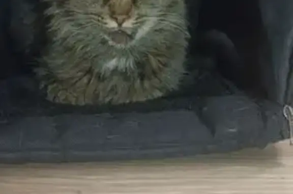 Найдена кошка, Майкоп, фото: Кошка найдена: Железнодорожная, 262, Майкоп