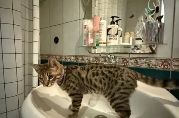 Кошки потеряшки, Казань, фото: Потеряшка кошка, ул. Глушко, 5, Казань