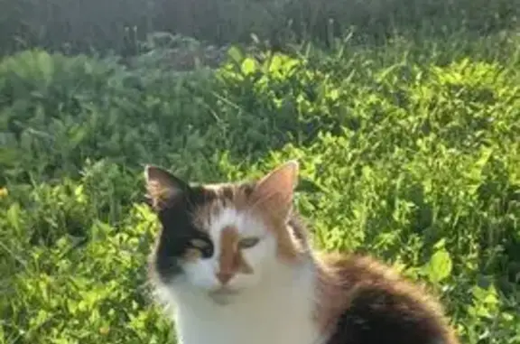 Пропала кошка Маруся, Кузнечиха, ЯО