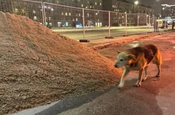 Найдена собака, Санкт-Петербург, фото: Собака найдена: угол Типанова и Ленсовета