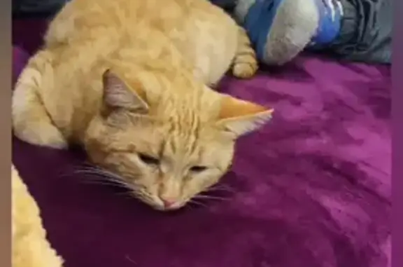 Кошки потеряшки, Цивильск, фото: Потеряшка кошка, ул. Ломоносова 45, Цивильск