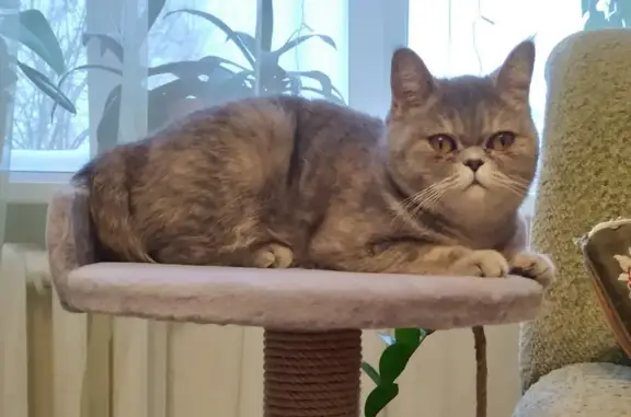 Пропала кошка, ул. Новая, 6, Вохтога