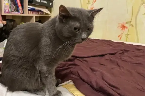 Пропала кошка, Большакова 157, Екатеринбург