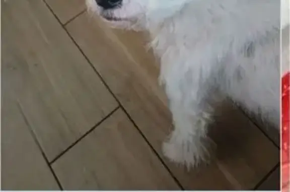 Собаки потеряшки, Брест, фото: Потеряшка собака на Карасёва, 56, Брест