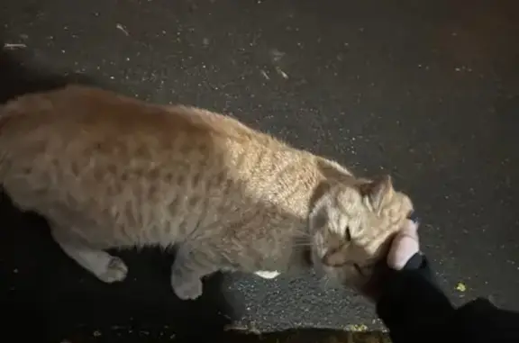 Рыжий кот найден на Новомихалковском, 8