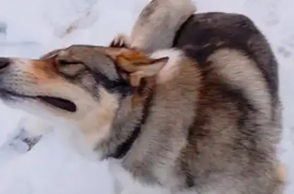 Пропала собака в Татарово, Владимирская обл.
