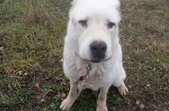 Найдена собака, , фото: Найден алабай в Воскресенске, МО