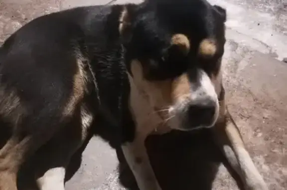 Найдена собака, Фёдоровское городское поселение, фото: Найдена собака, Фёдоровское, Летняя аллея, 7