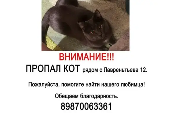 Пропала кошка, ул. Лаврентьева 12, Казань