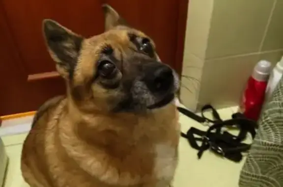 Найдена собака, Калининград, фото: Собака найдена на Карамзина 4, Калининград