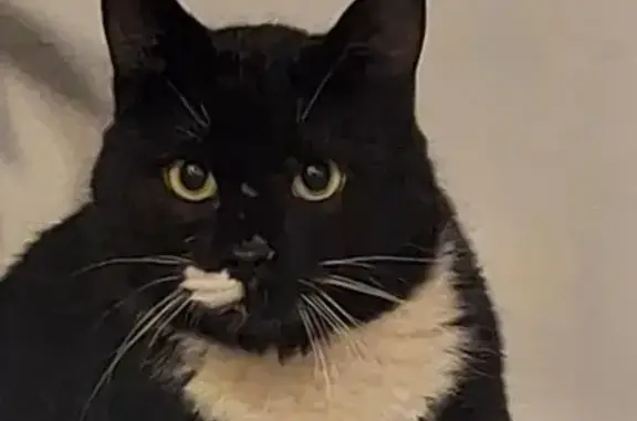 Найдена кошка, , фото: Крупный чёрный кот найден на Комсомольском 1/28А