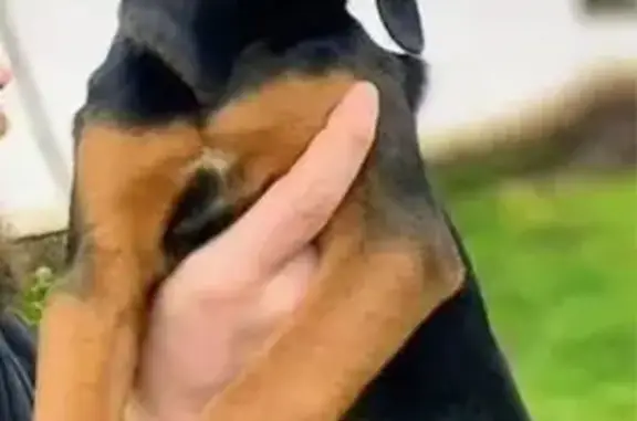 Пропала собака: Волынщино, Рязань