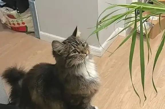 Пропала кошка, Парусный проезд 4, Москва