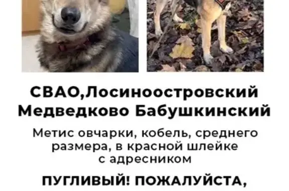 Собаки потеряшки, Москва, фото: Потеряшка собака, Анадырский проезд, Москва