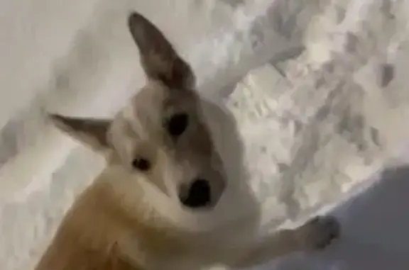 Собаки потеряшки, Мурманск, фото: Потеряшка собака, пр. Героев Североморцев