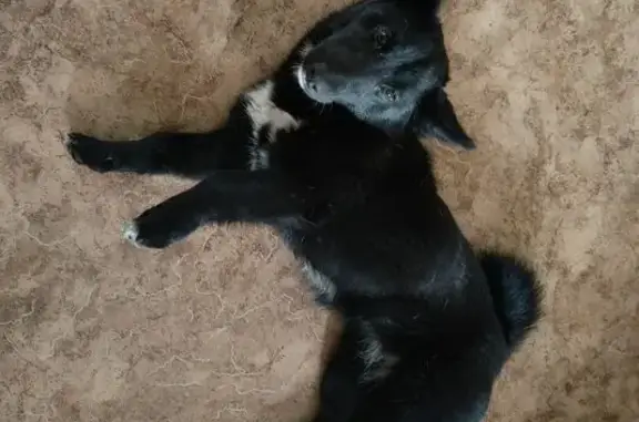 Найдена собака, Чита, фото: Собака найдена: ул. Анохина, 105, Чита