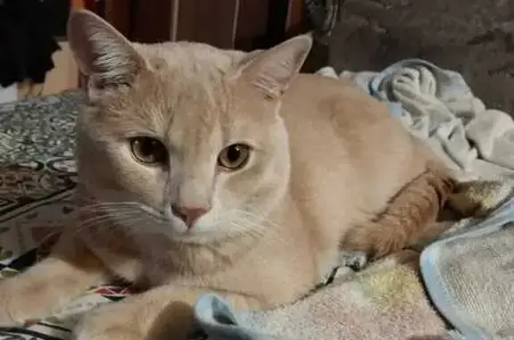 Найдена кошка, Кавалерово, фото: Котик найден: Таёжный пер., Кавалерово