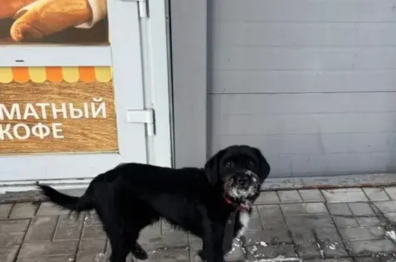 Найдена собака, ул. Пушкина, Томск