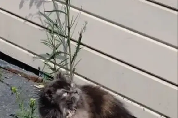 Пропала кошка, Советская 9, Ялуторовск