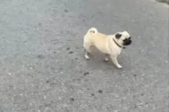 Пропала собака, Советская ул. 88, Горбатовка