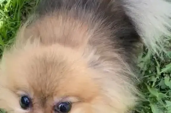 Пропала собака на Тимирязева, 1, Ижевск