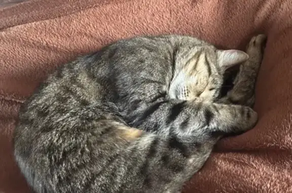 Пропала кошка, ул. Барковка, Пенза