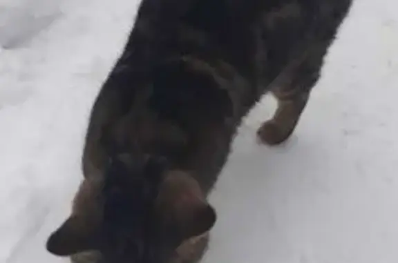 Кошка найдена, Кузедеево: хвост крючком - photo