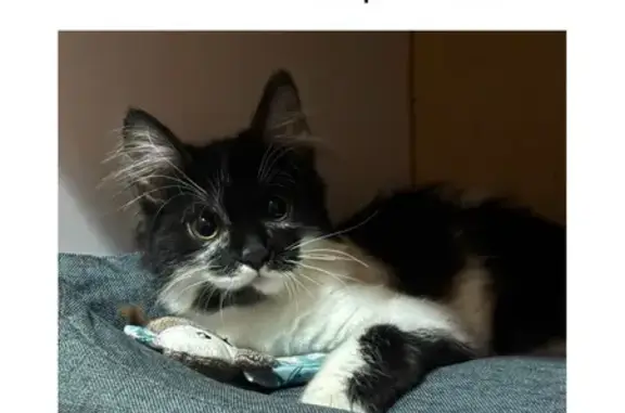 Пропала кошка, переулок Мамина, 2