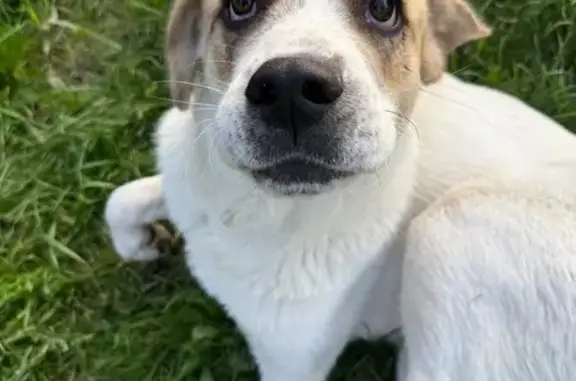 Найдена собака, Краснодар, фото: Найдена добрая собака: Алма-Атинская, 148