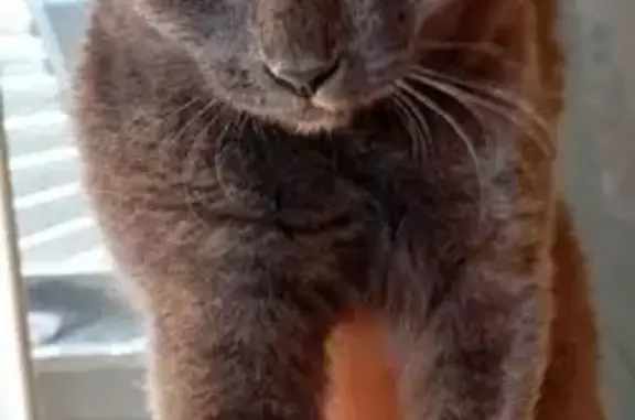 Найденные животные Ачинск, фото: Кошка найдена на Гоголевской ул., Ачинск