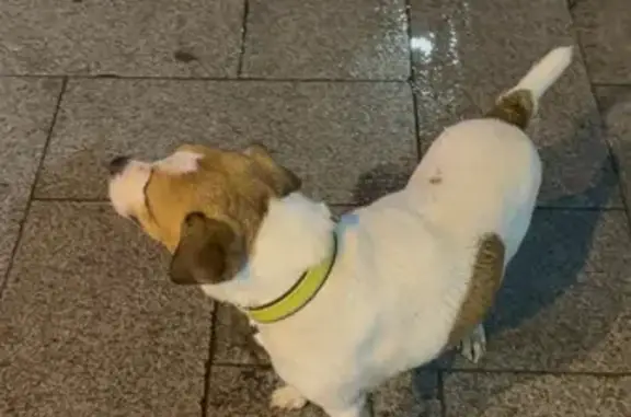 Найдена собака, Московская область, фото: Найдена собака, Балашиха, М.О.