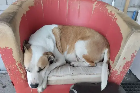 Найдена собака, Краснодар, фото: Собака найдена: ул. Стасова 161/1, Краснодар