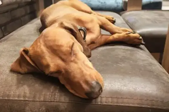 Найдена собака, Балабаново, фото: Такса найдена: Лесная ул., 9, Балабаново