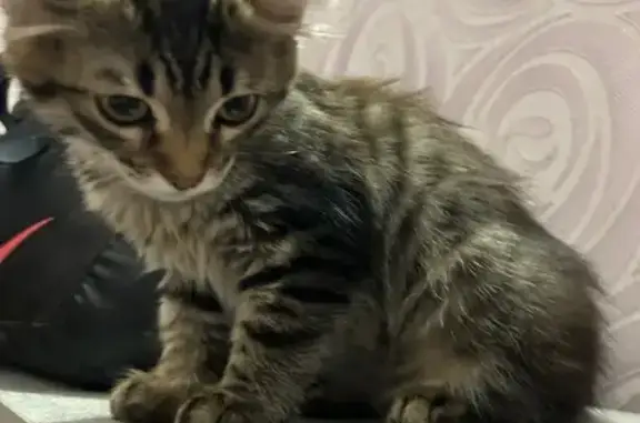 Найдена кошка, Новосибирск, фото: Кошка найдена на Герцена, 8, Новосибирск