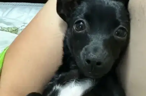 Пропала собака, Майская ул., Новошахтинск