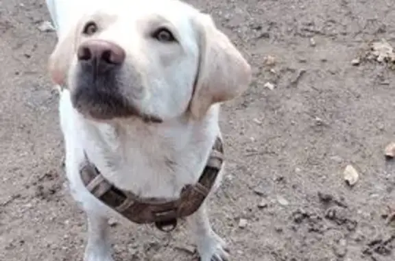 Потерянные животные Находка, фото: Пропала собака, Спортивная 18, Находка