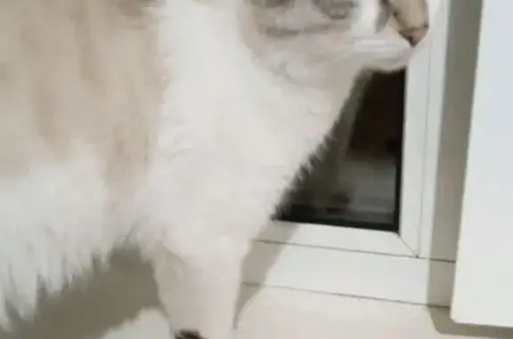 Найденные животные Братск, фото: Найдена кошка, б-р Космонавтов, 4, Братск