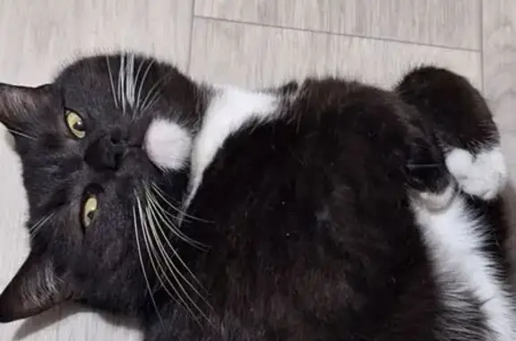 Кошки потеряшки, Новочебоксарск, фото: Потеряшка кошка, ул. Воинов-Интернационалистов, 6