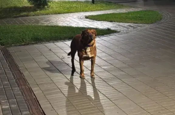 Найдена собака, Ульяновск, фото: Собака найдена: просп. Созидателей 114/2