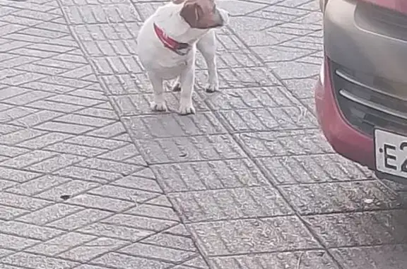 Найдена собака, Краснодар, фото: Собака найдена у кофейни, ул. Советов 22