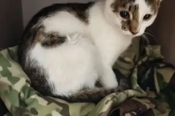 Найдена кошка, Чайковский, фото: Кошка найдена, ул. Кабалевского, 38