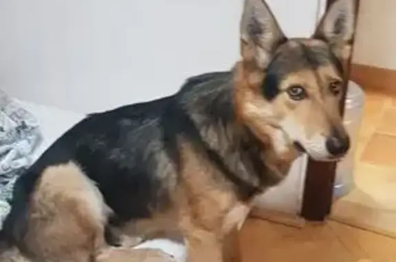 Собаки потеряшки, Москва, фото: Потеряшка собака, 2-я Напрудная, Москва