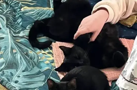 Пропала кошка, Загребский б-р 7 к2 СПб