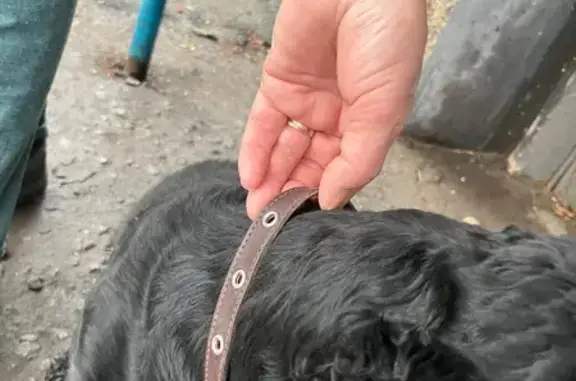 Найдена собака, Саранск, фото: Собака найдена: пр. 50 лет Октября, 40