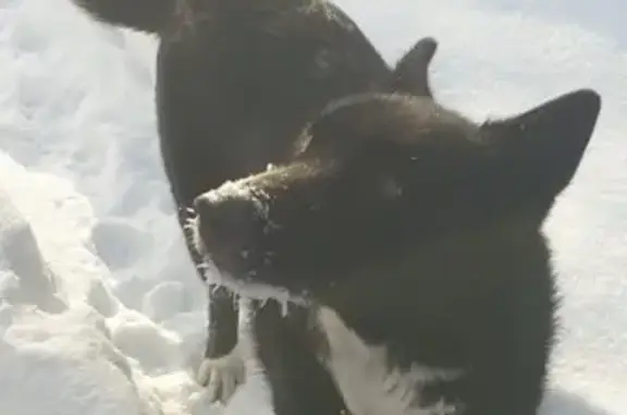 Пропала лайка у медлагеря на 86 км трассы